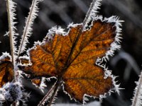 Frozen Leaf